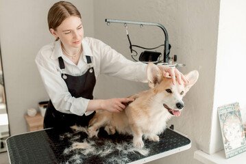 Skilled groomer maintains pet wellness with routine fur care, focusing on expert coat treatment, expert brushing techniques, and expert grooming skills for top-quality results profession groomer