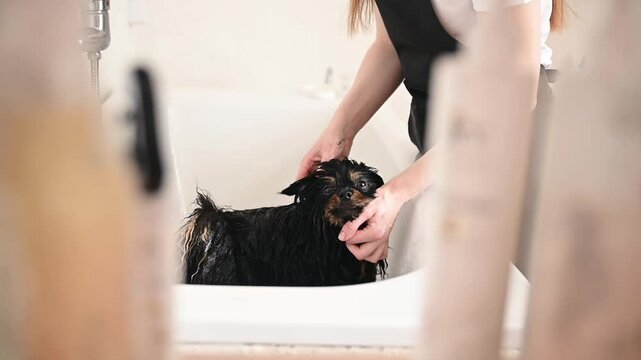 Stealthy viewpoint reveals behind-the-scenes pet grooming as black spitz receives a careful wash. The blurred edges enhance the feeling of an intimate, unnoticed observation of expert work