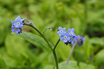 Forget-Me-Not Flowers in Natural Garden Setting