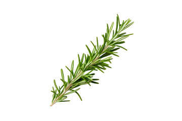 Fresh Rosemary Sprig Isolated on Black Background Herb Cooking Ingredient,