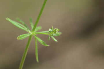 Galium tricornutum Dandy, also known as Rough Corn Cleavers in spring