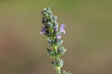 salvia verbenaca (wild clary) flowers in spring
