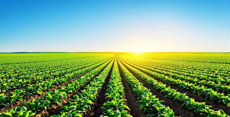 Vibrant green farmland with rows of crops stretching to the horizon under a bright sky, illuminated by the golden sunrise. Concept of agriculture and nature. Ai generative