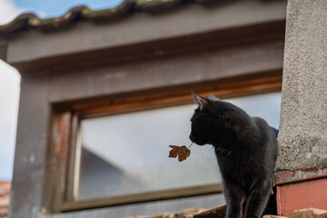 chaton noir sur le toit transporte une feuille morte dans sa bouche