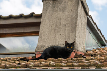chaton noir sur le toit 