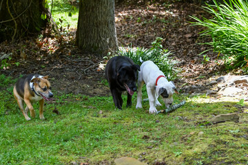 Dogs enjoying the outdoors on a summer day