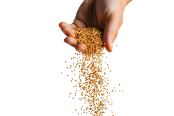 Hand Pouring Golden Sesame Seeds  Black Background,