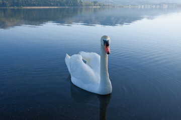 富士山と山中湖と白鳥