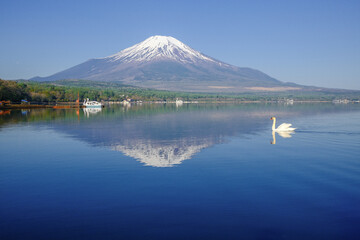 富士山と山中湖と白鳥