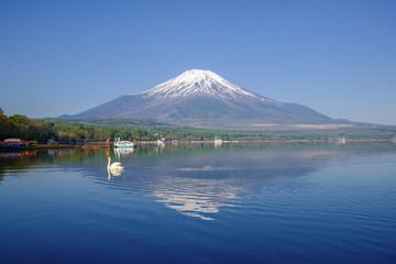 富士山と山中湖と白鳥