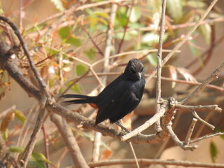 Beautiful black scrub robin bird in a around the nature background.