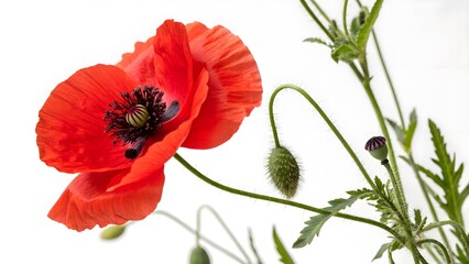Obraz premium Field Poppy with Bright Red Petals and a Black Center, Isolated on a White Background, symbolizing remembrance and resilience, High-Quality Nature-Inspired Stock Image