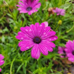 Fototapeta premium Purple daisy flower with water drops in garden