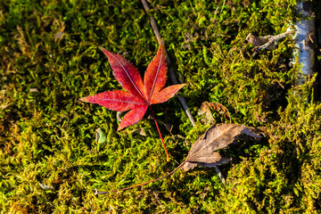 苔とモミジのコラボ