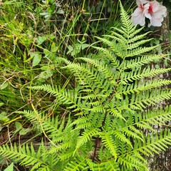 Green foliage fern