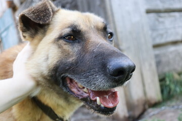 portrait of a german shepherd. dog is petted by the human hand. dog is looking into the camera close-up. dog's head close. macro