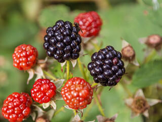 Close-up of black raspberries and blackberries on a bush: juicy berries, ready to be picked, against a background of green leaves.