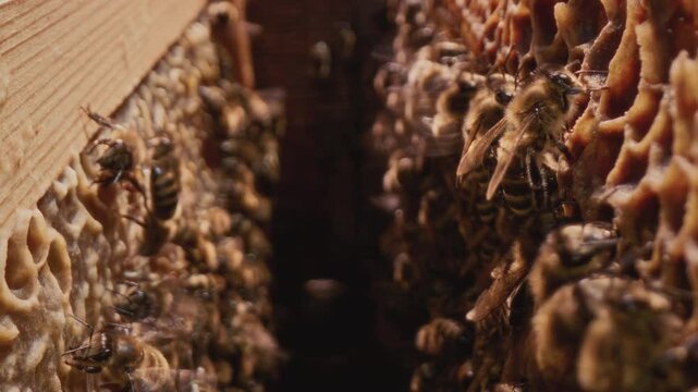 Dolly shot inside the hive. Bees run on wooden frames with honeycombs, produce honey and wax. Professional beehive in the apiary. The camera passes between the cells