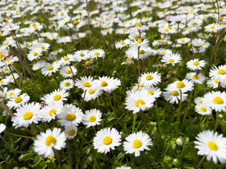 Fototapeta premium Photographic documentation of a field of common daisies in bloom