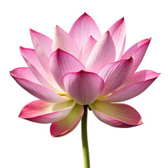 Lotus flower isolated on transparent background  
