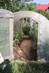 greenhouse with tomatoes in the village. small hothouse in the countryside. looking into the greenhouse through the open door