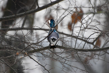 Alabama Birds Eating Seed on a Snowy Alabama Day in January - Blue Jay