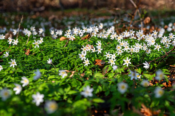 Fototapeta premium Closeup shot of thimbleweed flowers in the beautiful forest in early spring