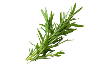 Fototapeta premium Fresh Rosemary Sprig Green Herb Culinary Ingredient,
