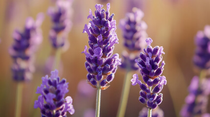 Close-up of blooming lavender flowers in a garden during spring and summer