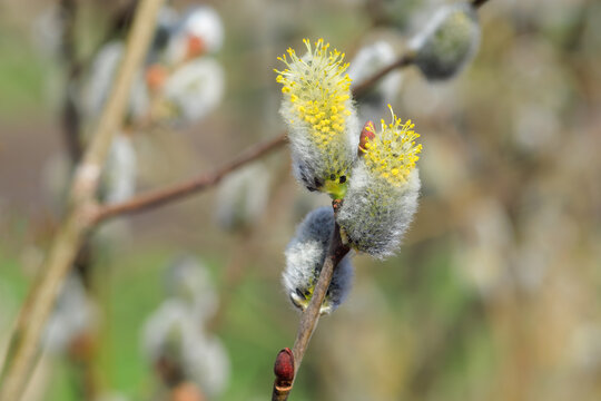 Close-Up of Salix Caprea Willow Catkins in Spring