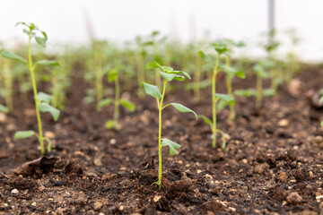 Young snapdragon flower seedlings growing in a low polytunnel. DIY low temperatures garden crop protection. Extending growing season with floating row covers.
