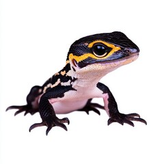 Obraz premium Black and Yellow Lizard Close Up Studio Shot