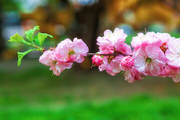 Pink flowers and green leaves on blooming sakura twig in spring garden