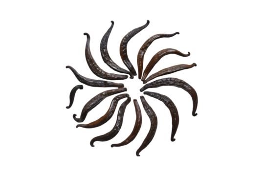 Dried vanilla beans arranged in a sunburst pattern on black background