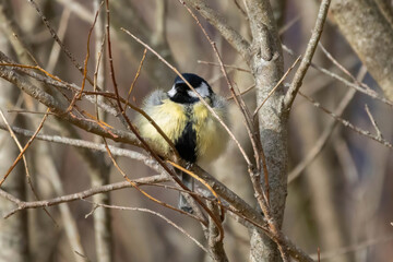 The big titmouse sits on a tree branch