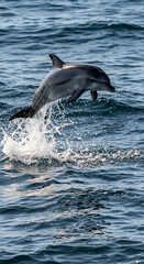 Naklejka premium Dolphin Leaping Out of the Ocean Water with Splash on Sunny Day