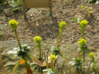 Gelbe Felsenblümchen