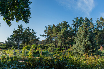Lush green garden with metal archways, dense pine trees, and vibrant plants under a clear blue sky. Sunlight highlights the foliage, creating a bright and natural outdoor scene.  
