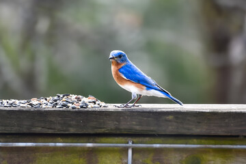 Birds in Birmingham, Alabama