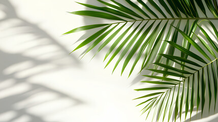 Fototapeta premium Palm leaves leaf shadow on white background. Natural palm branch shadow on white background. Tropical palm leaves shadow overlay effect, ideal for summer spring design elements