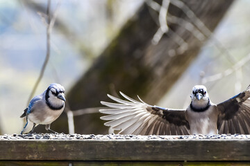 Birds in Birmingham, Alabama