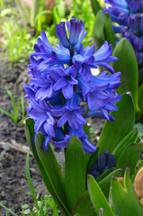 Delft Blue Hyacinth blooming in spring flowerbed. Closeup photo. Gardening, growing hyacinth...