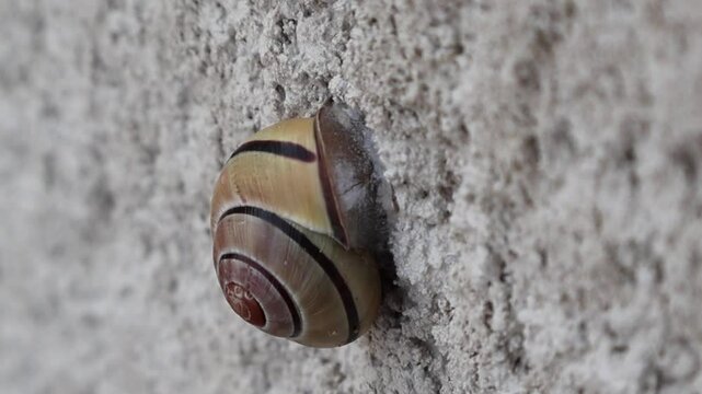 Gros plan d'un escargot ray&eacute; sur un mur textur&eacute;