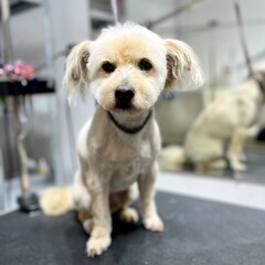 short-haired beige mixed breed dog on blurred background in grooming salon. hygiene