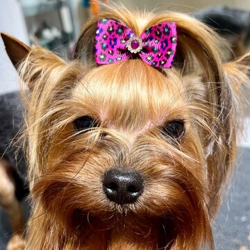 yorkie terrier medium haired dog with a pigtail on his head with a purple bow. grooming salon