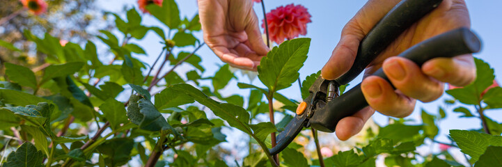 Flower farming. Gardener harvesting dahlia blooms. Low angle of hands with pruning shears and...