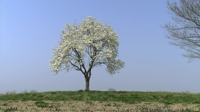 一本の大木と青空、満開に咲いたコブシの白い花