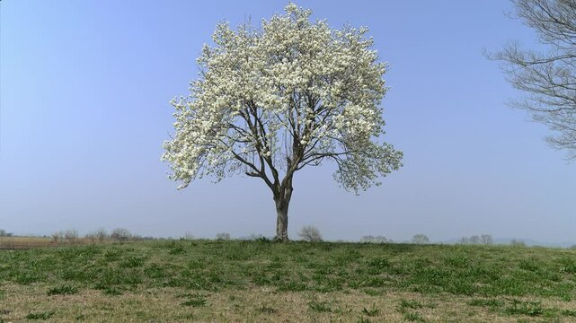 一本の大木と青空、満開に咲いたコブシの白い花
