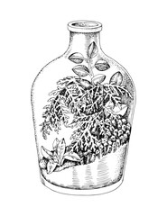 Hand drawn florarium vector illustration