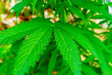 Cannabis plant and green leaves and white flowers. Growing organic medicinal cannabis plant indoors for CBD